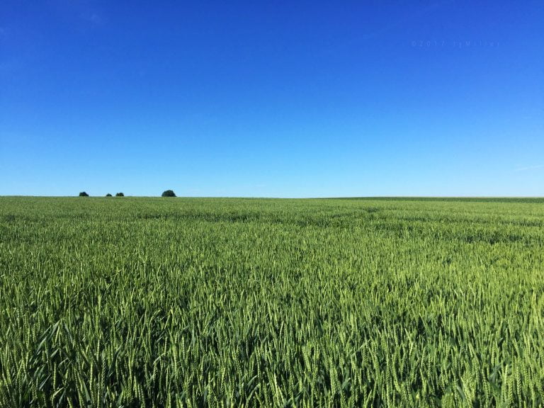 Green Field